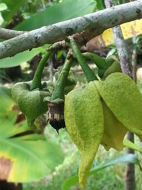 Halo sobat lifestyleone teh oolong merupakan teh yang diolah melalui proses fermentasi. Warisan PESAGI: POKOK DURIAN BELANDA DI BELAKANG RUMAH