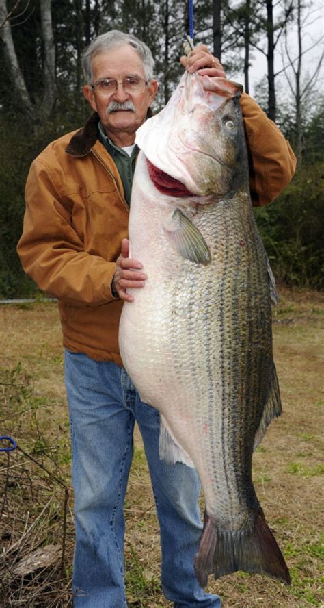 World Record 70 Pound Freshwater Striper