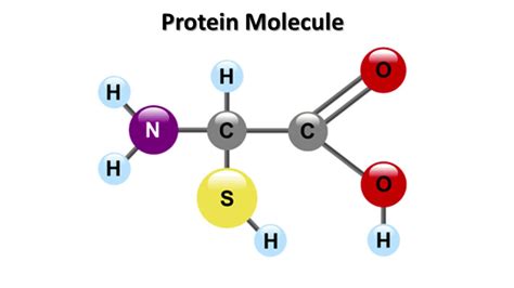 Protein Molecule And The Limitations Of Most Scientists Knowledge Youtube