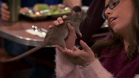 Rat GIF By Nickelodeon Find Share On GIPHY