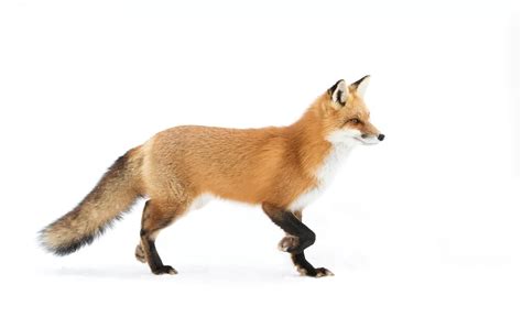Fox Names 400 Funny And Cute Names For Foxes