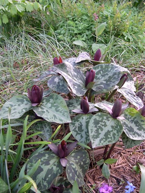 Buy Trillium Sessile Wholesale Plants Great For Shade