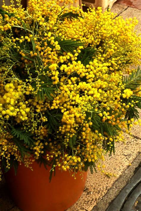 Mimosa Tree Planting Pruning And Advice On Caring For Winter Mimosa