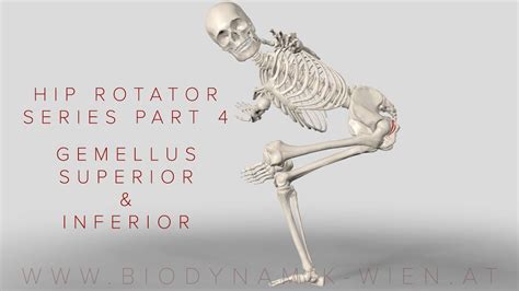 Hip Rotator Series Part 4 Gemellus Superior And Inferior 3d Animation