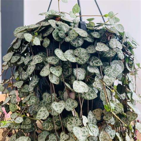 How To Care For Ceropegia Woodii String Of Hearts ⋆ Leafy Life