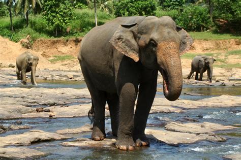 Asias Elephant Crisis A Staggering 64 Habitat Loss In Three Centuries