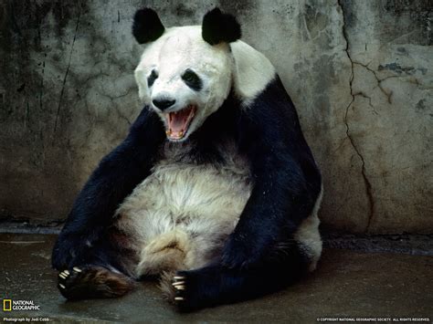 Free Download Cute Panda Bears Hd Wallpapers Download Free Wallpapers