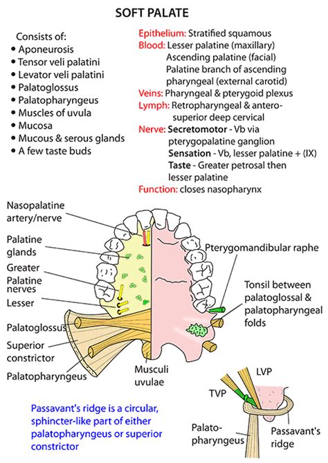Instant Anatomy Head And Neck Muscles Palate Dental Assistant