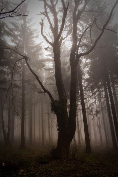 Free Images Tree Nature Forest Branch Winter Light Wood Fog