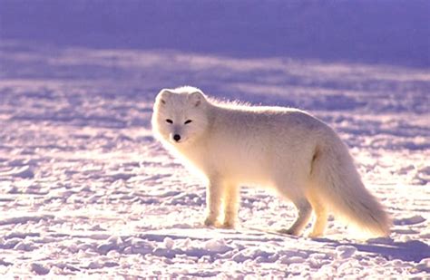 Arctic Fox Description Habitat Image Diet And Interesting Facts