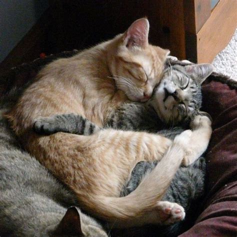 Kittysensations Kittysensations • Instagram Cute Cat Chilling Together Cute Cats Sleeping