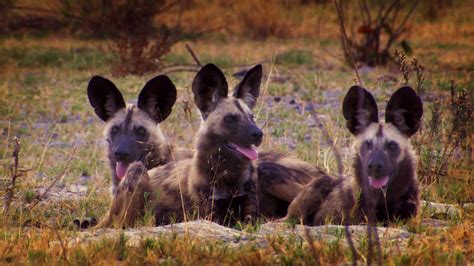 Botswana Wild Dogs Bing Wallpaper Download