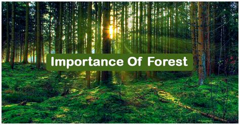 Importance Of Forest Importance Of Trees Forest Protection