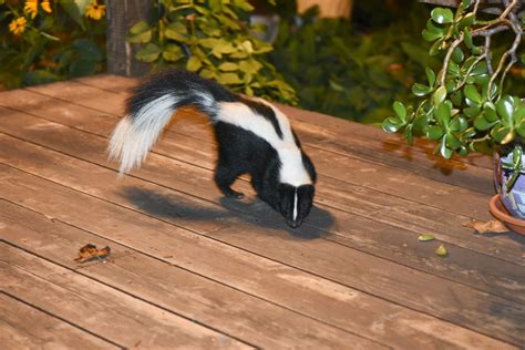Cat Sprayed By A Skunk? Here's What You Need To Know - TheCatSite