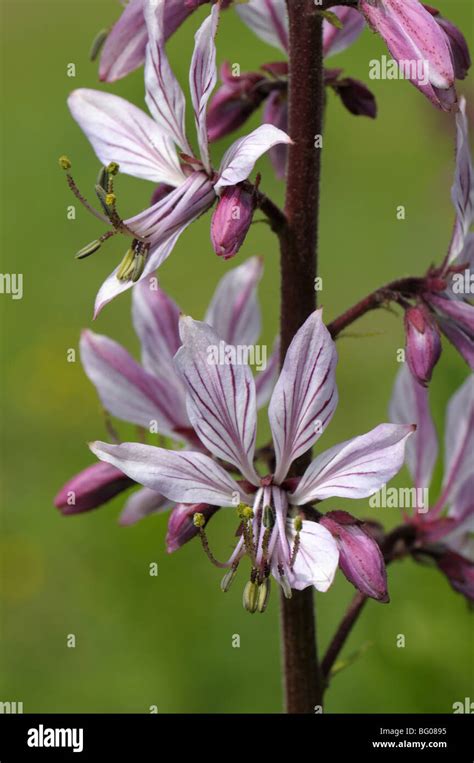 Burning Bush Dittany Dictamnus Albus Flowers Stock Photo Alamy