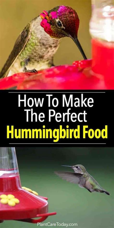How to make hummingbird food for winter. How To Make Hummingbird Food - A Perfect Recipe ...