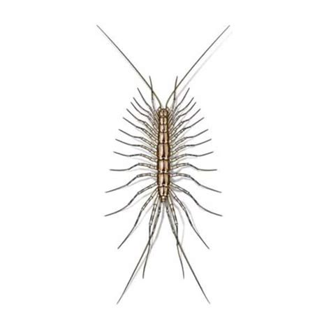 House Centipede Identification And Behaviors Presto X Formerly Fischer