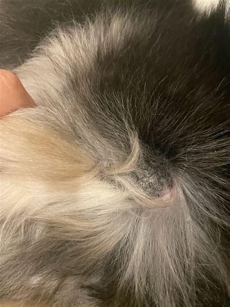 I Noticed A Patch Of Thick Dark Scaly Skin On My Dog Yesterday Its On