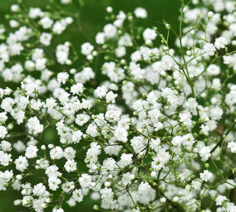 Baby S Breath Flower Plant