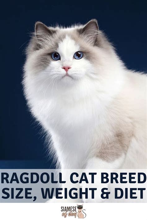 Ragdoll Cat Breed Personality Behavior And Training Ragdoll Cat