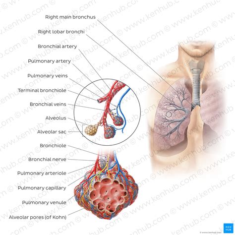 Pulmonary Arteries And Veins Anatomy And Function Kenhub