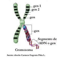 15 ideas de GENES Y HERENCIA genética mutaciones herencia