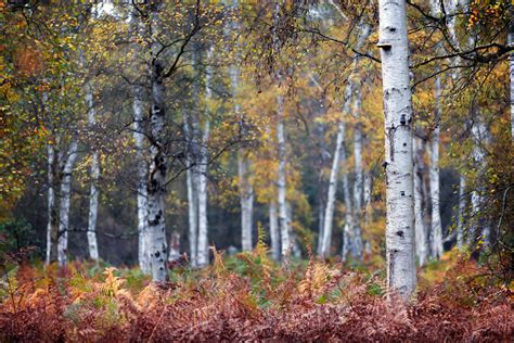 Silver Birch Trees In Autumn Colour At Holme Fen