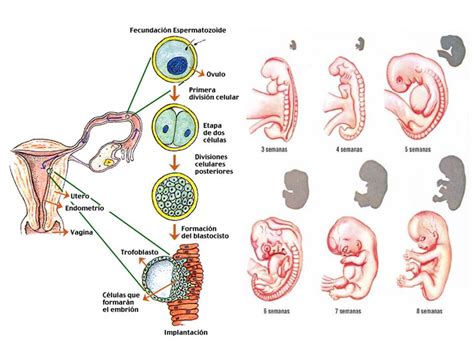 El desarrollo embrionario ovíparo etapas y procesos desvelados