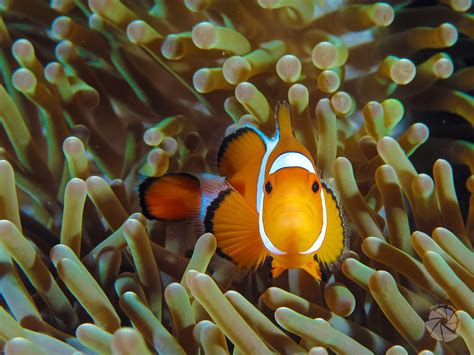 Simbiosis En El Mar Buceo Sostenible Con Posidonia Ecosports