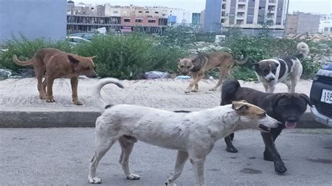 بالفيديو كلاب ضالة تغزو تيط مليل ومواطنون يشتكون من خطرها