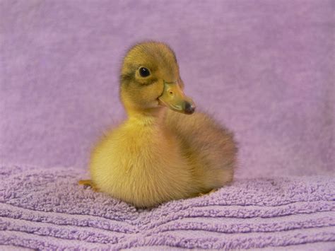 Duckling Breed Pictures Backyard Chickens Learn How To Raise Chickens