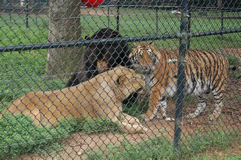 Help Noahs Ark Animal Sanctuary To Raise The Fence Geek Alabama