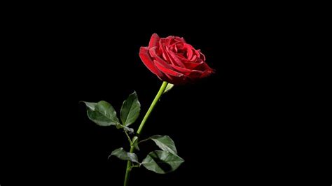 Download Rose Red Flower Black Background Wallpaper 4k Ultra Hd By