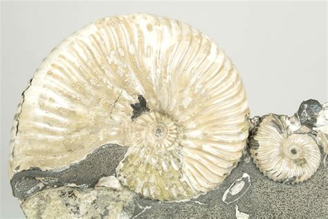 72 Cretaceous Ammonite Deshayesites Fossil Cluster Russia 207461 For Sale