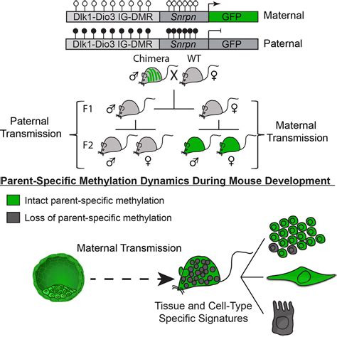 Parent Of Origin Dna Methylation Dynamics During Mouse Development