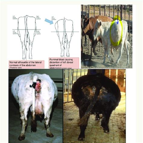 Anatomical Location Of Rumen And Its Site For Cannulation By Trocar And