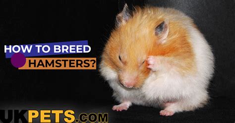 How To Breed Hamsters Practical Tips On Hamster Breeding Uk Pets