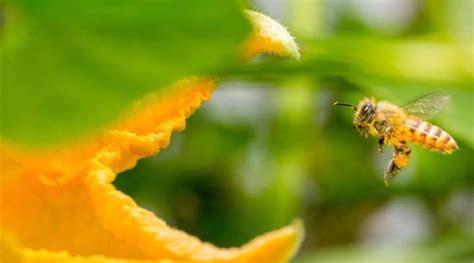 Use these 22 proven flowers to attract bees to your pollinator garden in your backyard. Attracting Honeybees to Your Vegetable Garden (With images ...