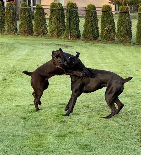 15 Amazing Facts About Cane Corso Dogs You Might Not Know Page 5 Of 5