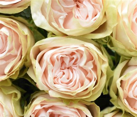 Wedding Spirit Rose 100 Stems — Farm Direct Rose