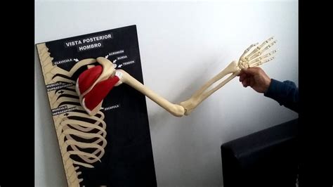 Modelo Anatómico Del Hombro Con Articulación Huesos Y Músculos