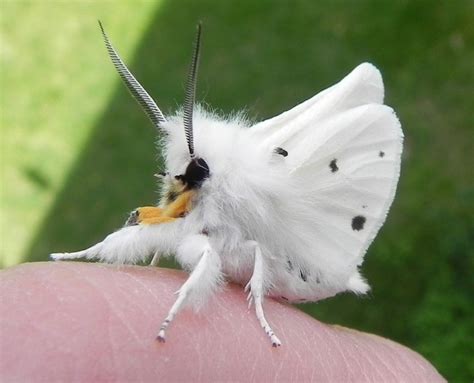 Pin By Debbie Pope Akers On Insects Can Be Pretty Cute Moth Hybrid