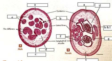 Biol 211 LAB Ecdysozoa Part 1 Flashcards Quizlet