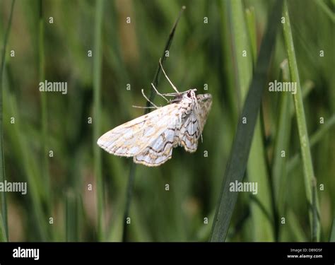 Small Brown White Moth Hi Res Stock Photography And Images Alamy