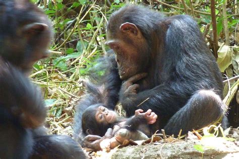 Male Chimpanzee Seen Snatching Seconds Old Chimp And Eating It New