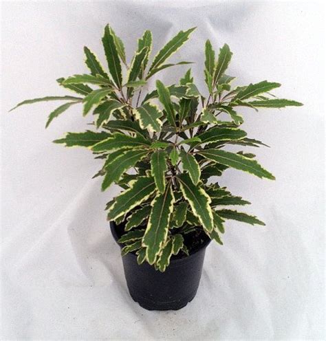Indoor plants can be provided water by ourselves where as outdoor. 5 Live 4 Inch Potted Varigated False Ming Aralia Plants ...