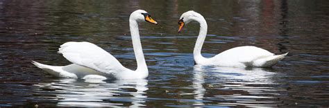 They are creatures of myth reality: Another Sign Of Spring: Swans Back In Public Garden | WBUR ...