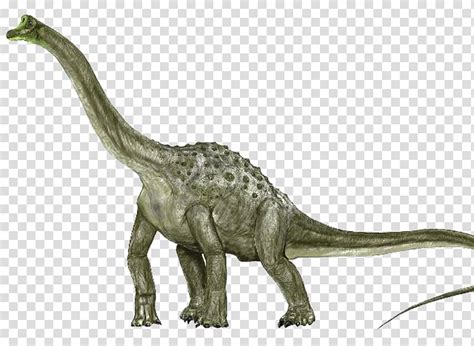 Brachiosaurus is one of the largest sauropods, grazing from tall trees and probably having no natural predators. Seismosaurus Vs Argentinosaurus : Argentinosaurus Dinosaur ...