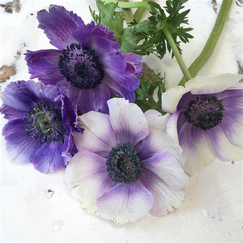 I💜anemones Anemoneflowers Purplemakelovelylightnaturesbeauty