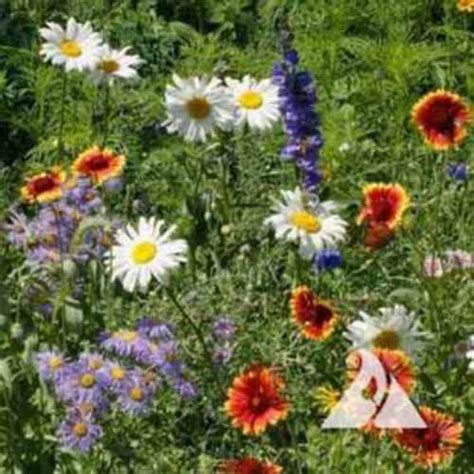 Mountain Wild Flower Seed Mix From Outsidepride